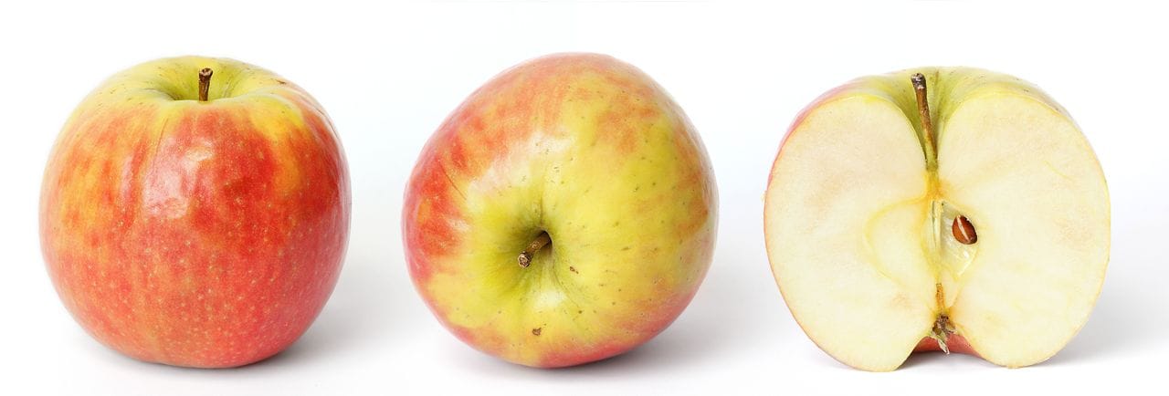 Malus domestica